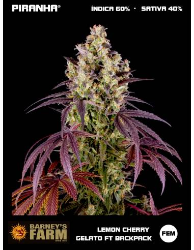 Lemon Cherry Gelato by Backpackboyz (3u)