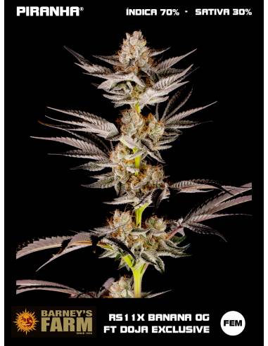 RS11 x Banana OG feat. DOJA Exclusive...