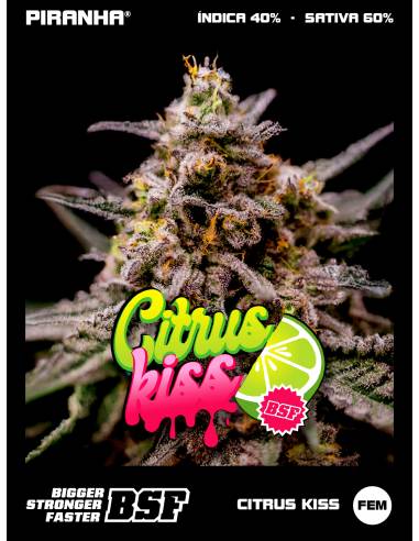 Citrus Kiss (2u/4u/7u/12u)