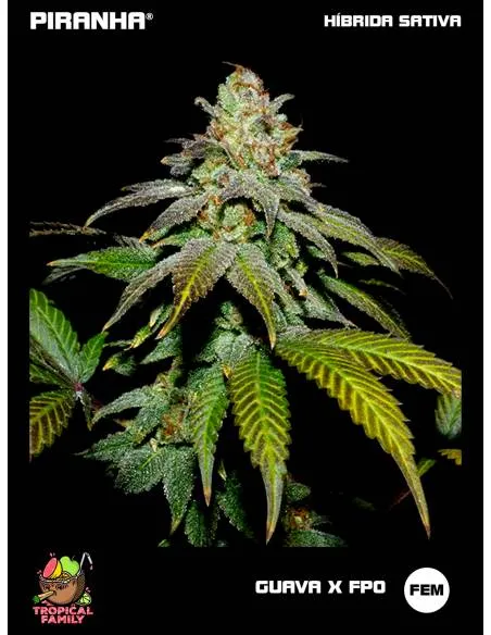 Guava x FPO (3+1u/25u)