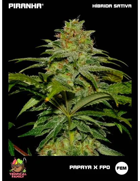 Papaya x FPO (3+1u/25u)