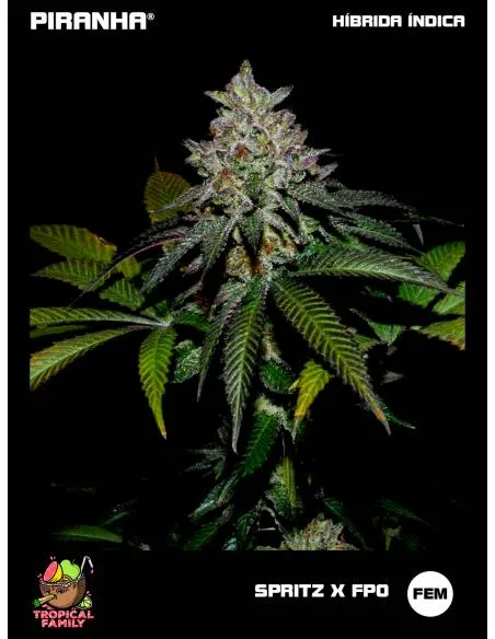 Spritz x FPO (3+1u/25u)