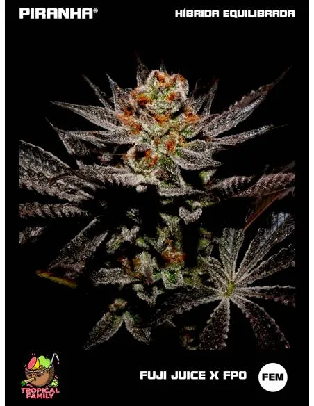 Fuji Juice x FPO (3+1u/25u)