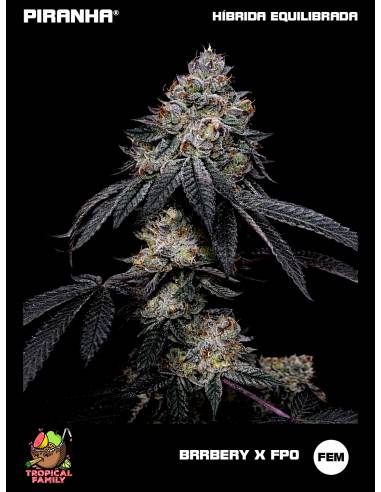 Brrbery x FPO (3+1u/25u)