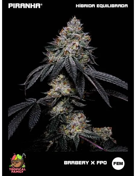 Brrbery x FPO (3+1u/25u)