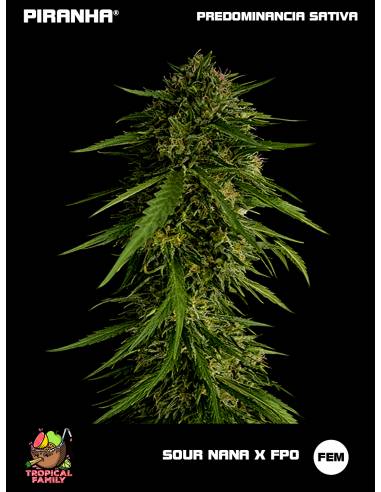 Sour Nana x FPO (3+1u/25u)