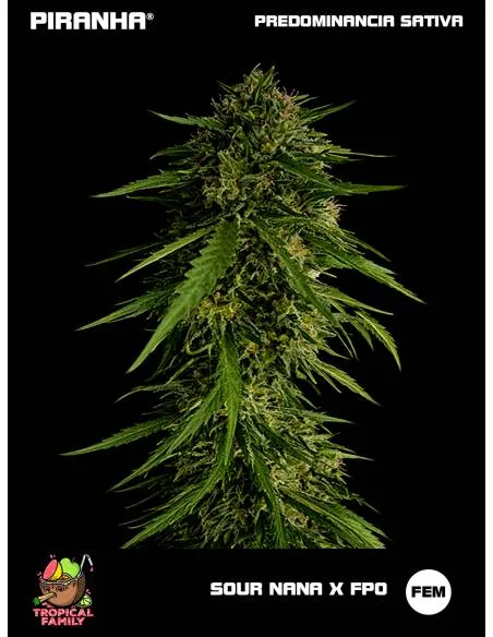 Sour Nana x FPO (3+1u/25u)