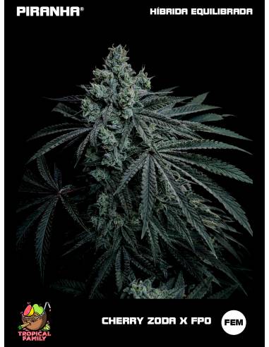 Cherry Zoda x FPO (3+1u/25u)