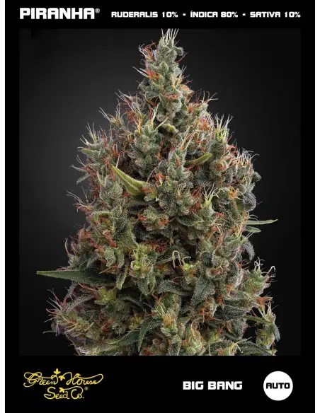 Big Bang Auto (3u)