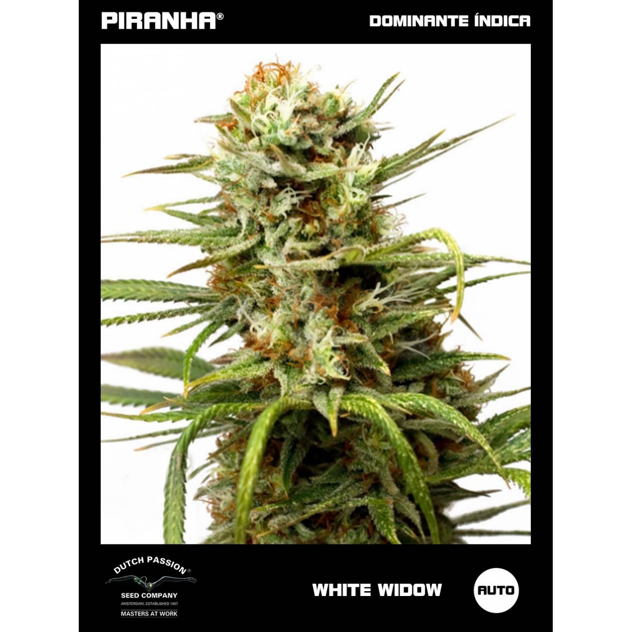 Auto White Widow (3+1u)