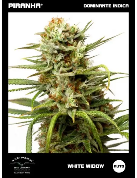 Auto White Widow (3+1u)