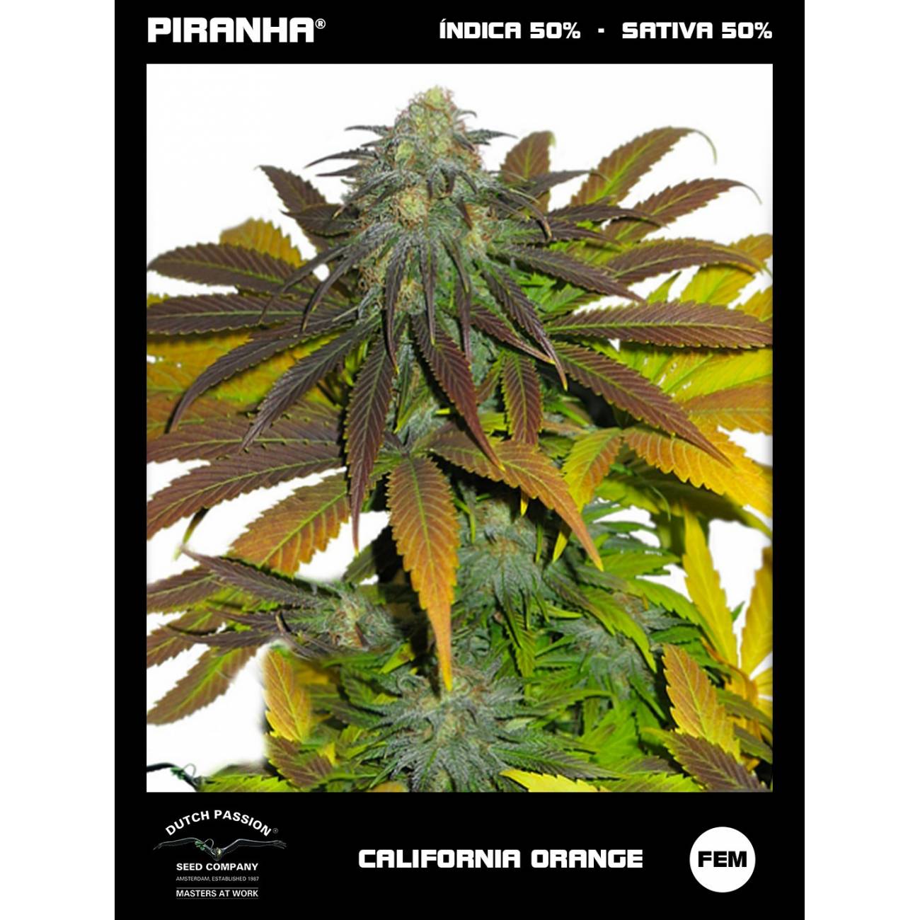 Californian Orange (3+1u)