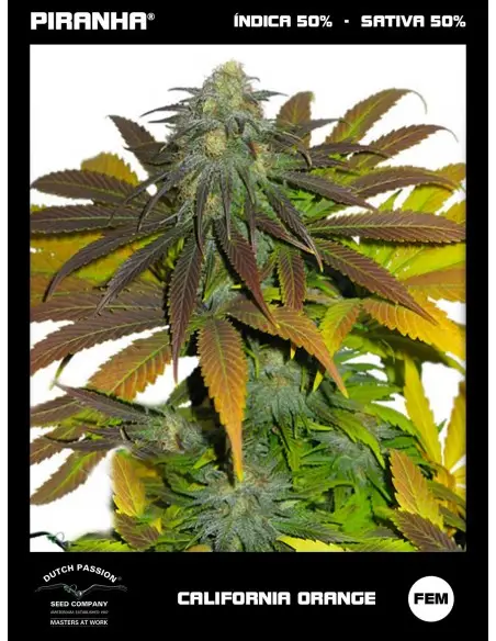 Californian Orange (3+1u)