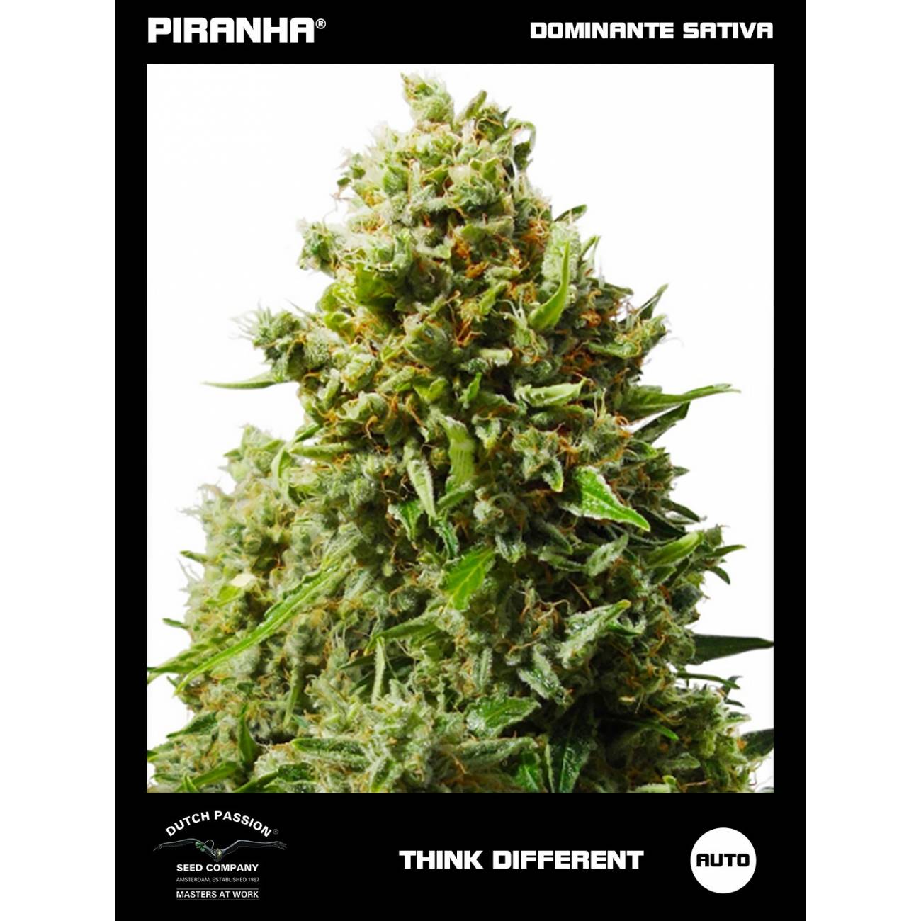 Auto Think Different (3+1u)