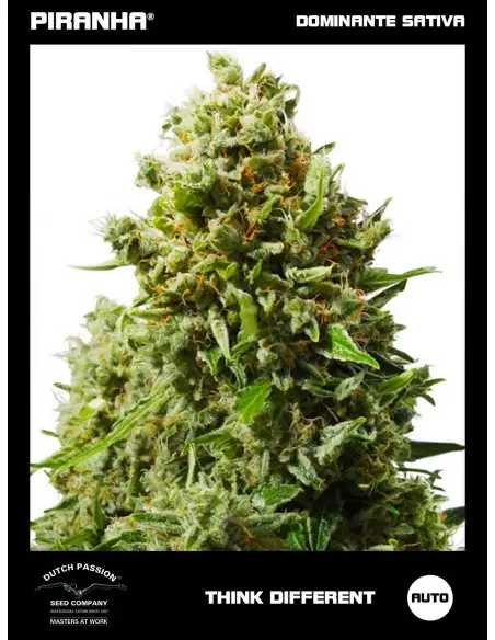 Auto Think Different (3+1u)