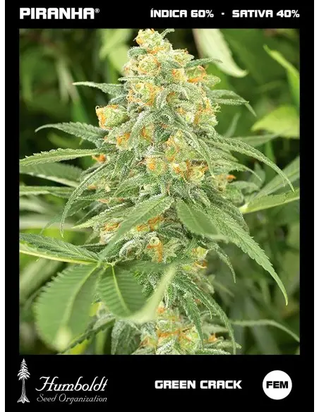 Green Crack (3u)
