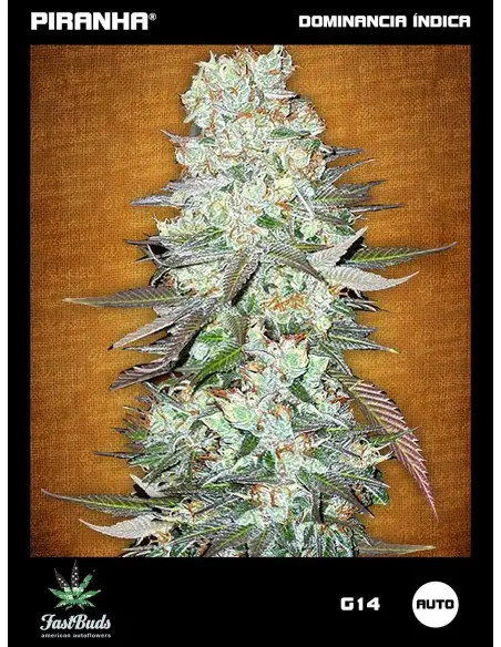 G14 Auto (1u/3+2u)