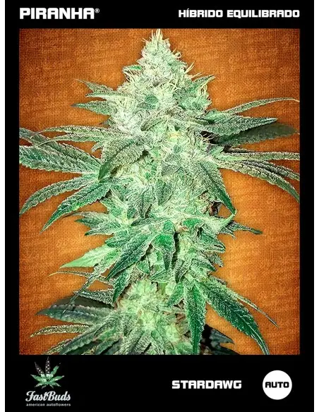 Stardawg Auto (1u/3+2u)