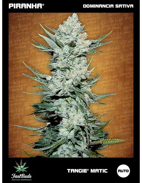 Tangie' Matic Auto (1u/3+2u)