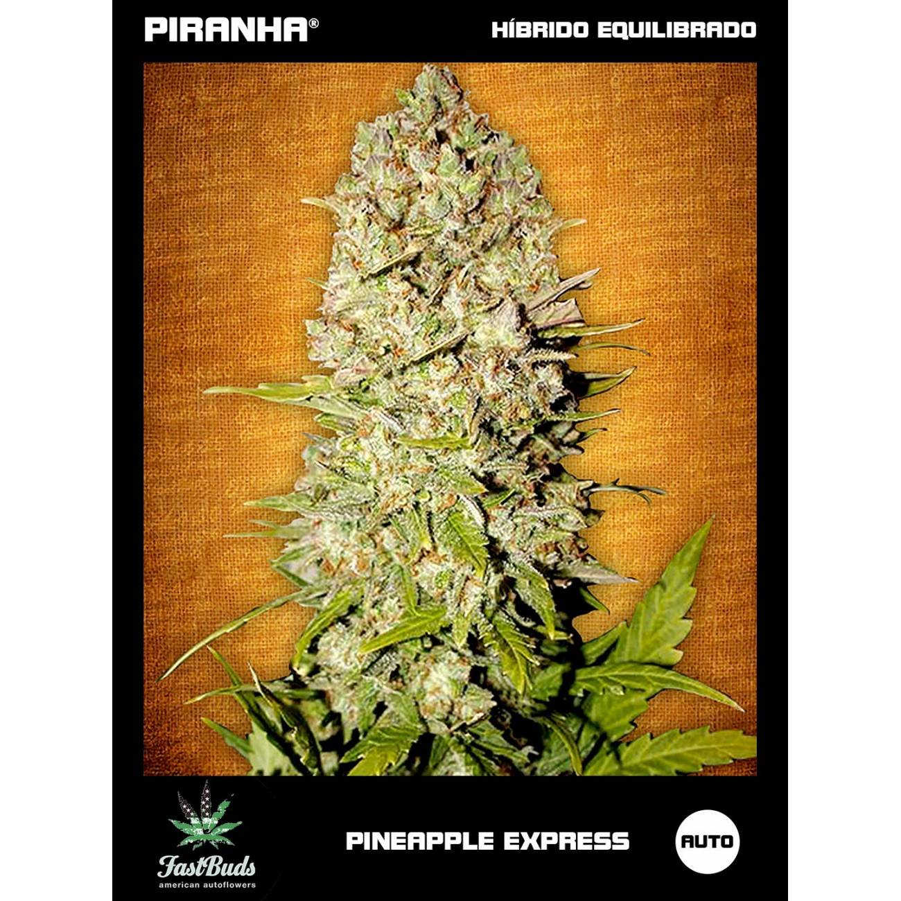 Pineapple Express Auto (1u/3+2u/5+3u)