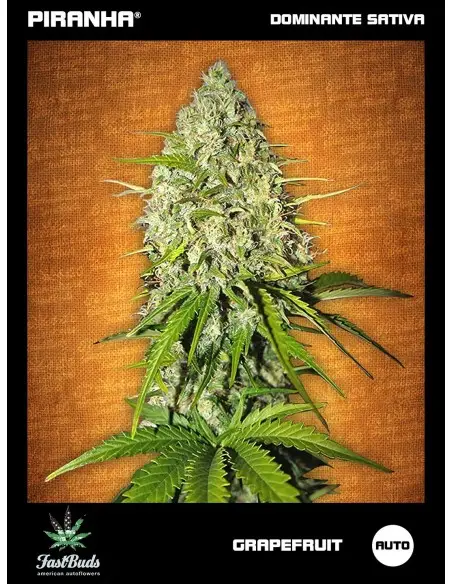 Grapefruit Auto (1u/3+2u)