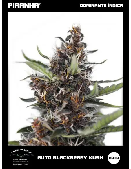 Auto Blackberry Kush (3+1u)