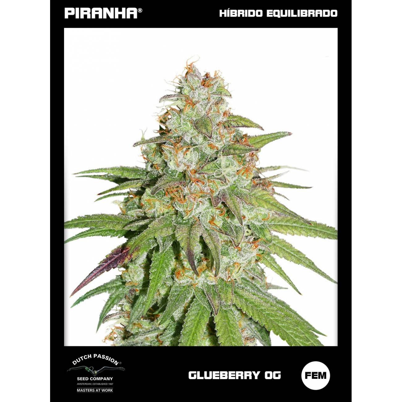 Glueberry O.G. (3+1u)