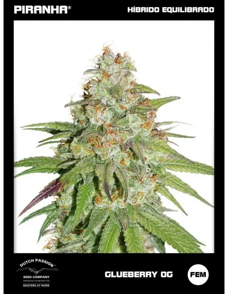 Glueberry O.G. (3+1u)