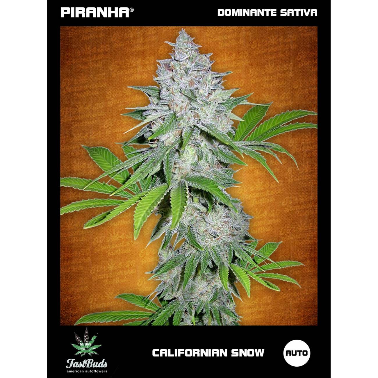 Californian Snow Auto (1u/3+2u/5+3u)