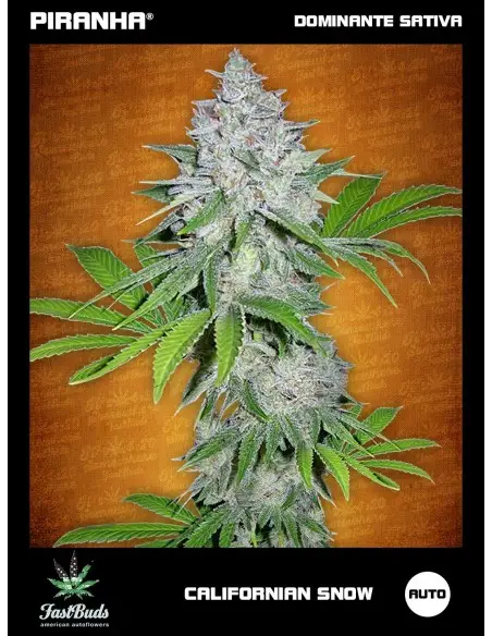 Californian Snow Auto...