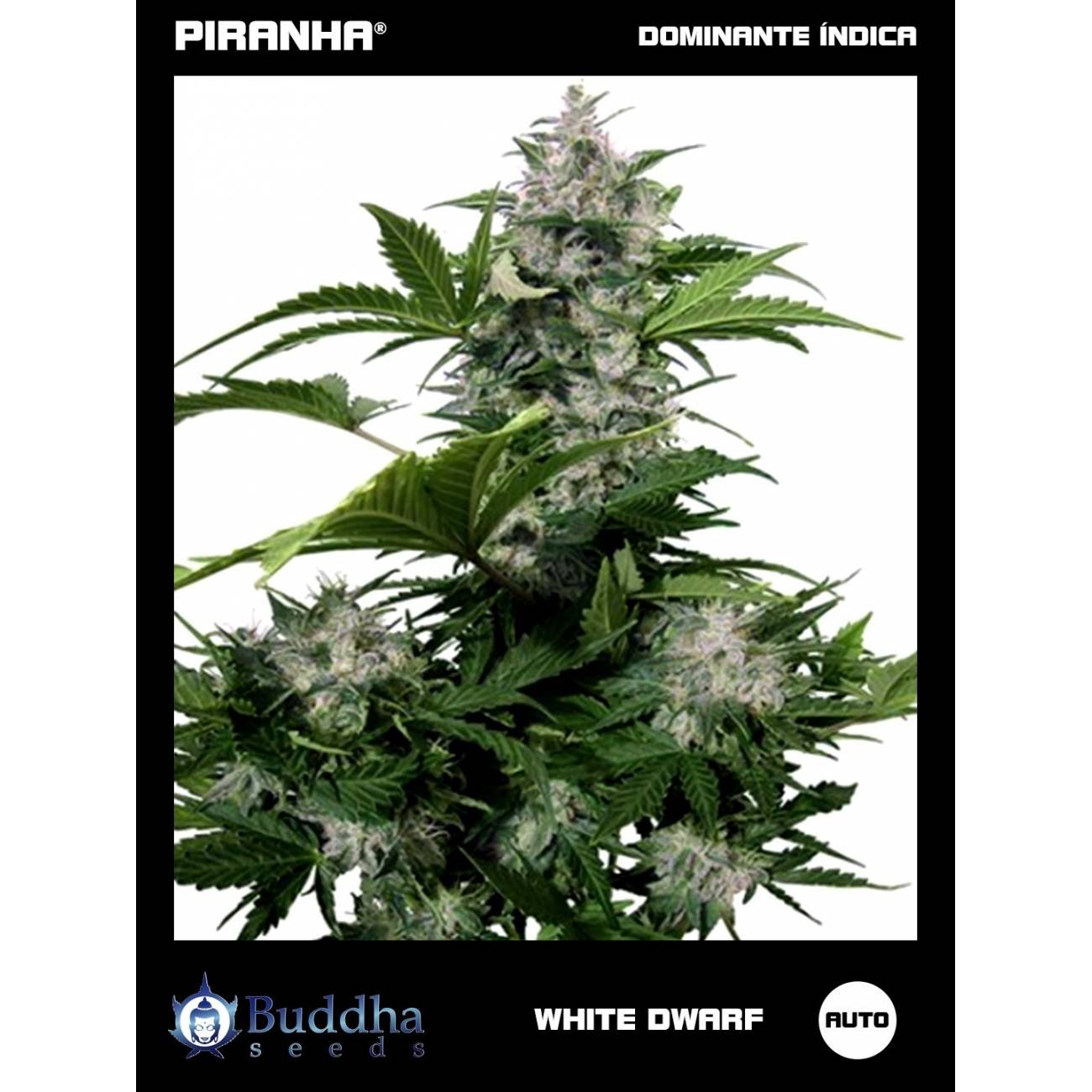 Buddha White Dwarf Auto (3+1u)