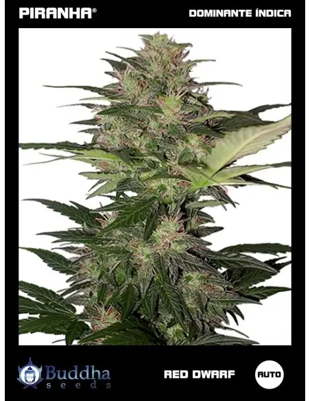 Buddha Red Dwarf Auto (3+1u)