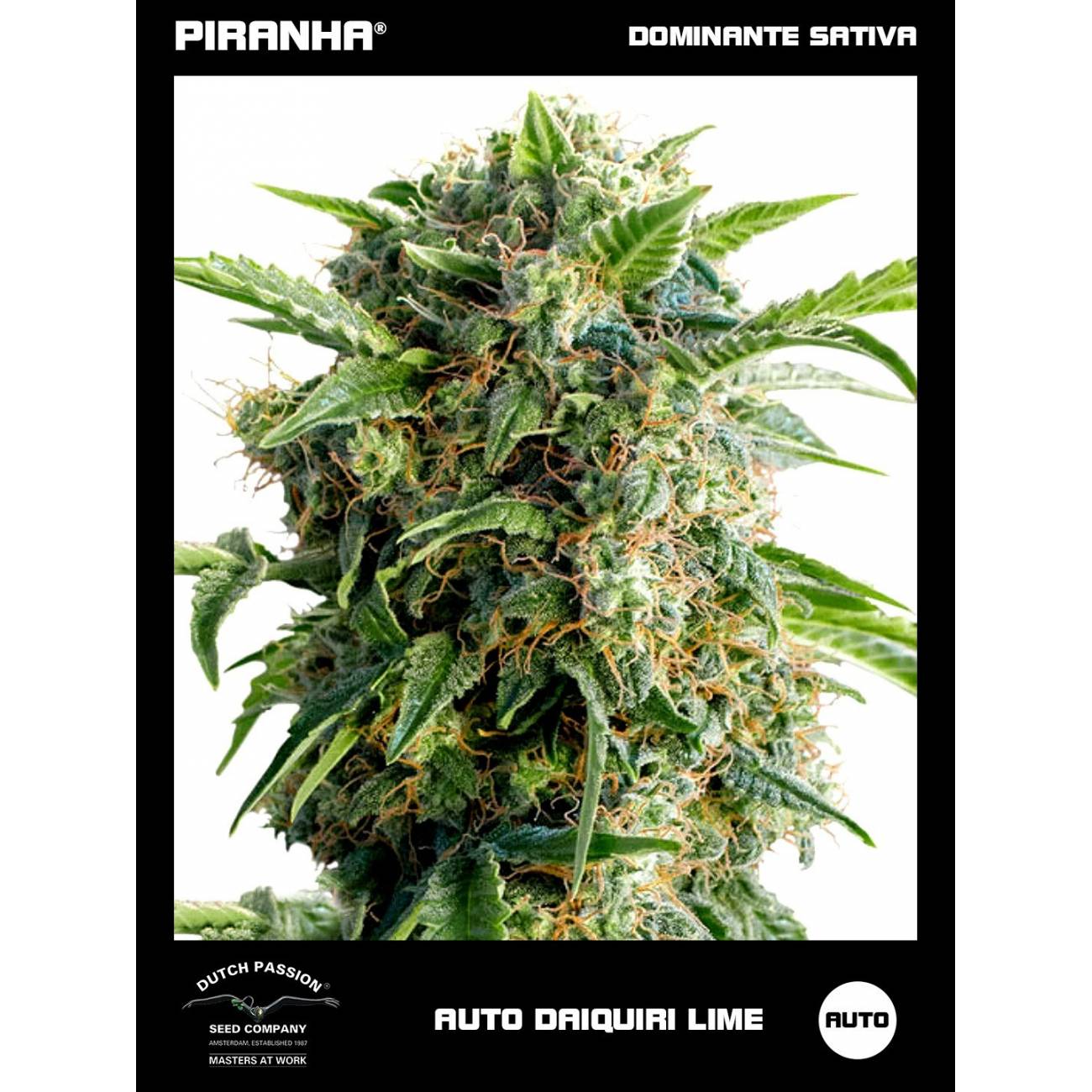 Auto Daiquiri Lime (3u)