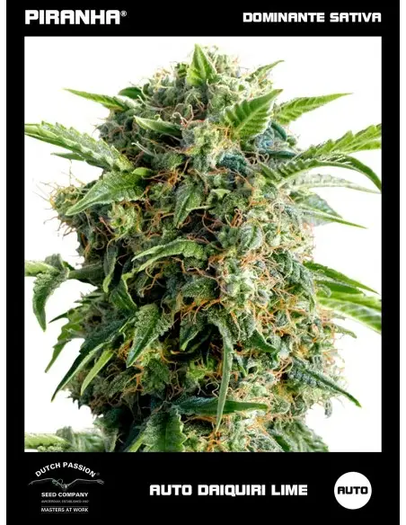 Auto Daiquiri Lime (3+1u)