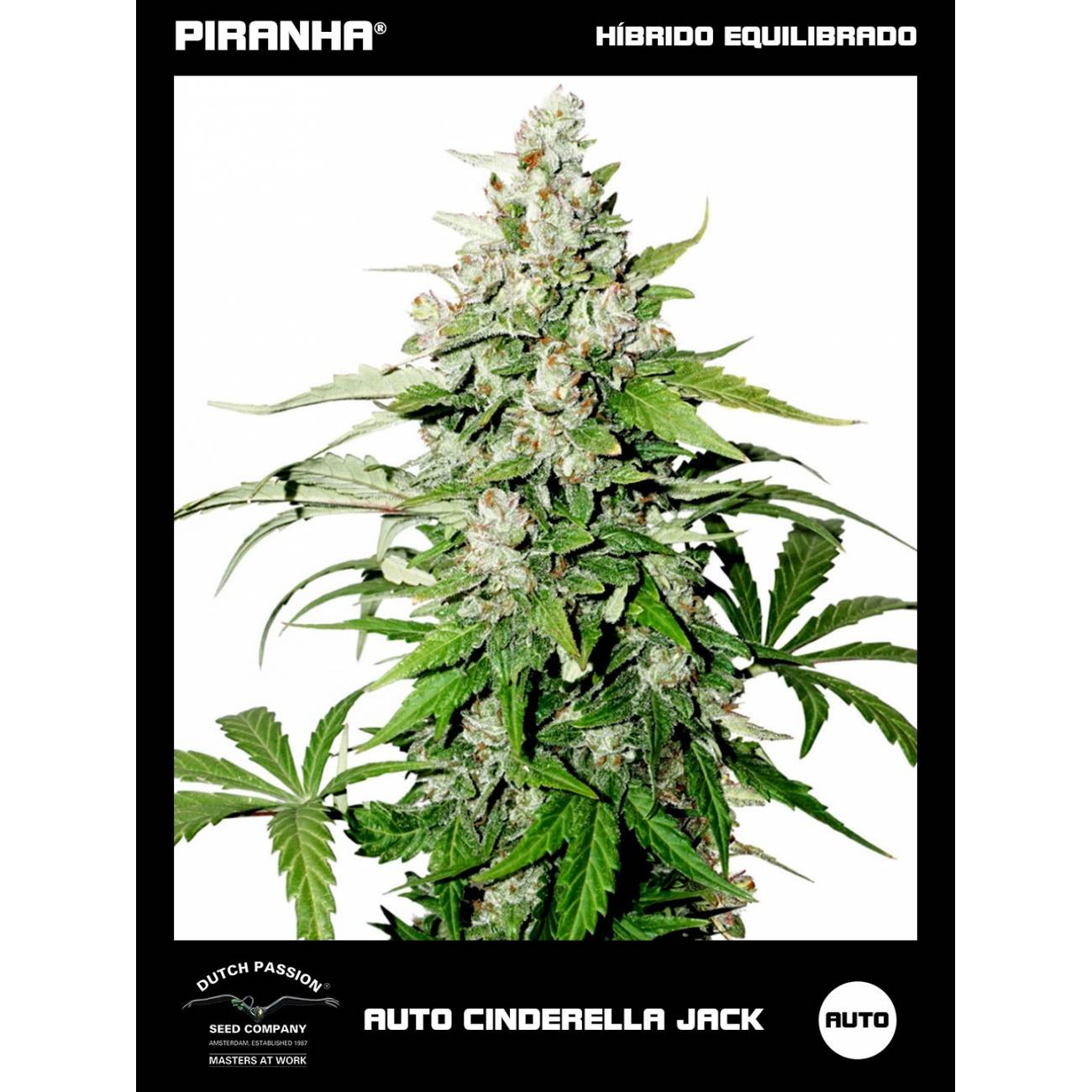 Auto Cinderella Jack (3+1u)