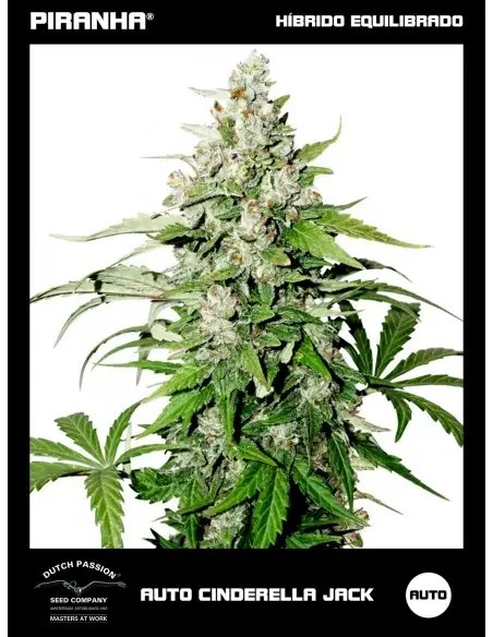 Auto Cinderella Jack (3+1u)