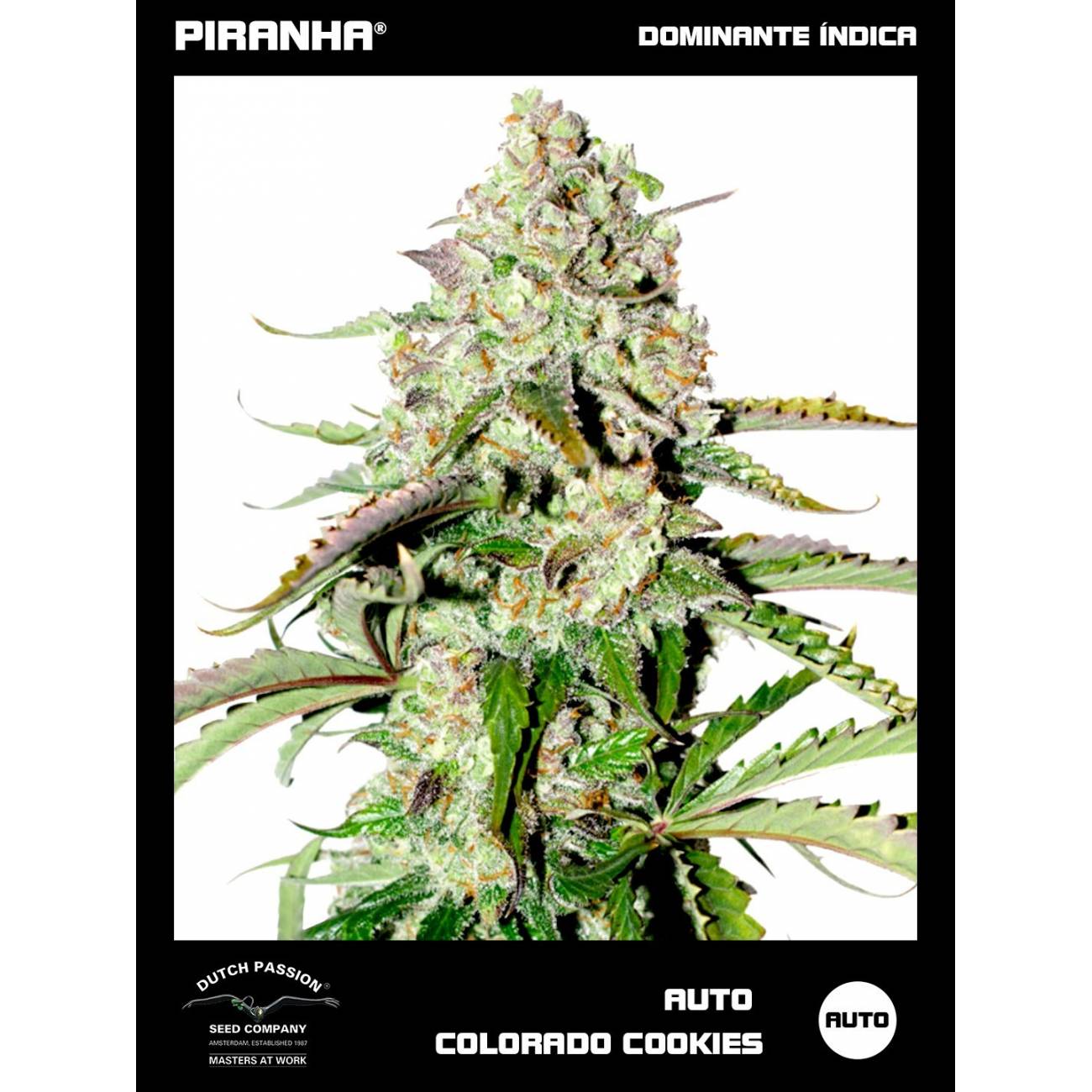 Auto Colorado Cookies (3+1u)