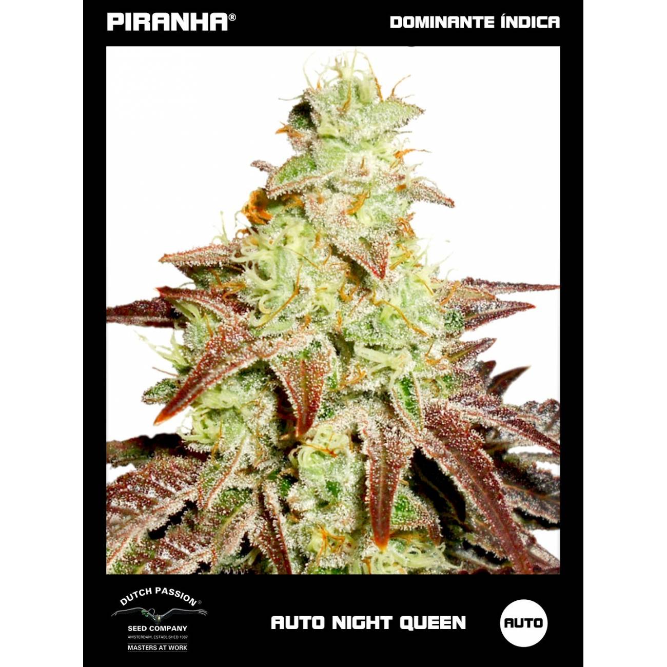 Auto Night Queen (3+1u)