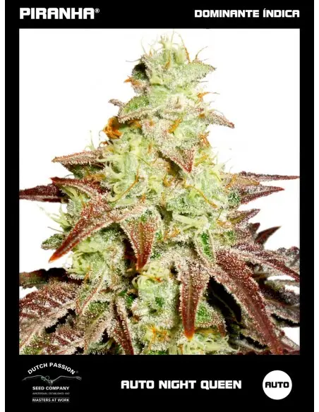 Auto Night Queen (3+1u)