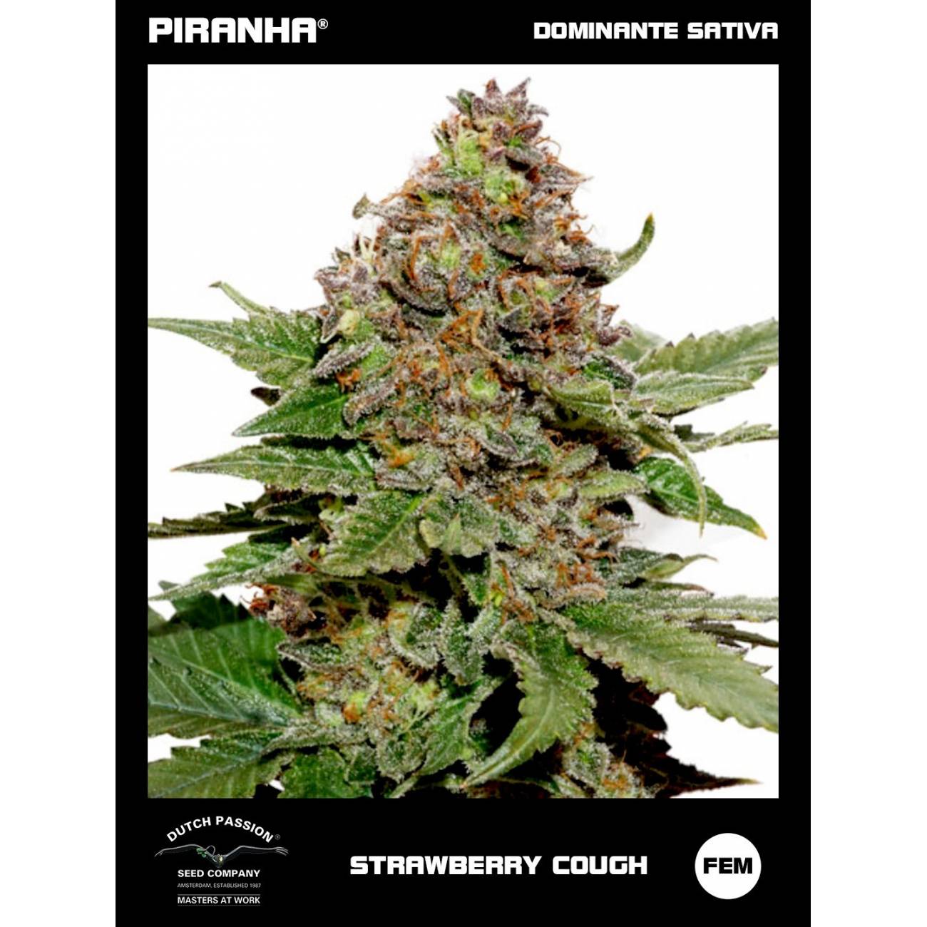 Strawberry Cough (3+1u)