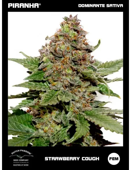 Strawberry Cough (3+1u)