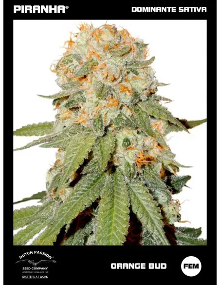 Orange Bud (3+1u)