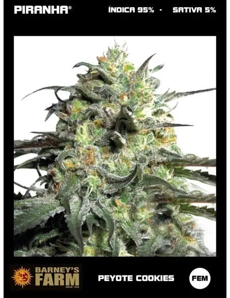 Peyote Cookies (1u/3u)