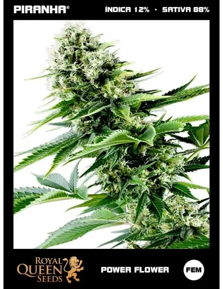 Power Flower (1u/3u/5u/10u)