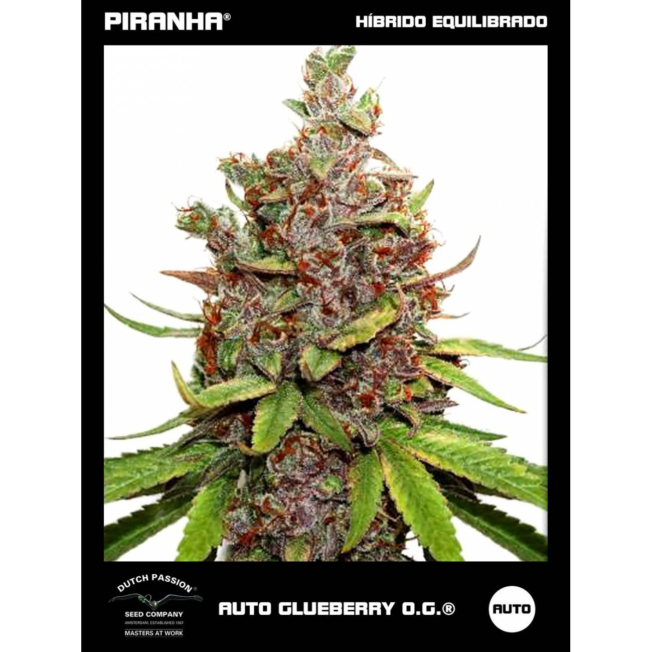 Auto Glueberry O.G. (3+1u)