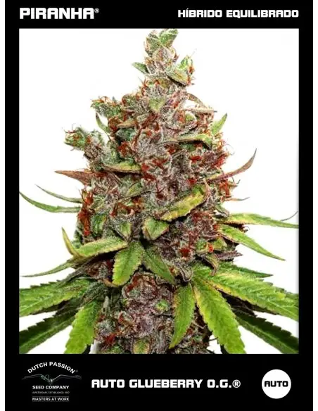 Auto Glueberry O.G. (3+1u)