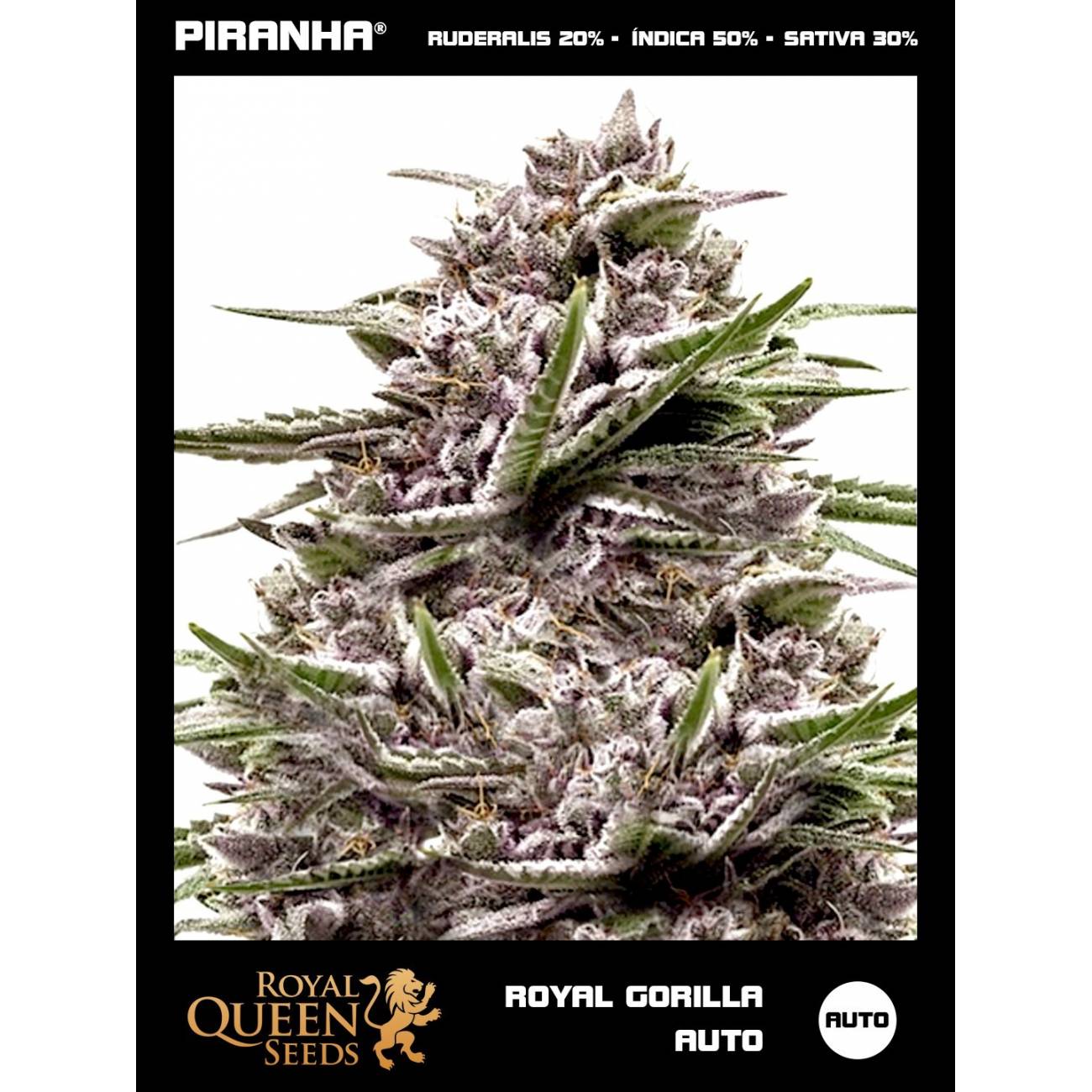 Royal Gorilla Auto (1u/3u/5u/10u)