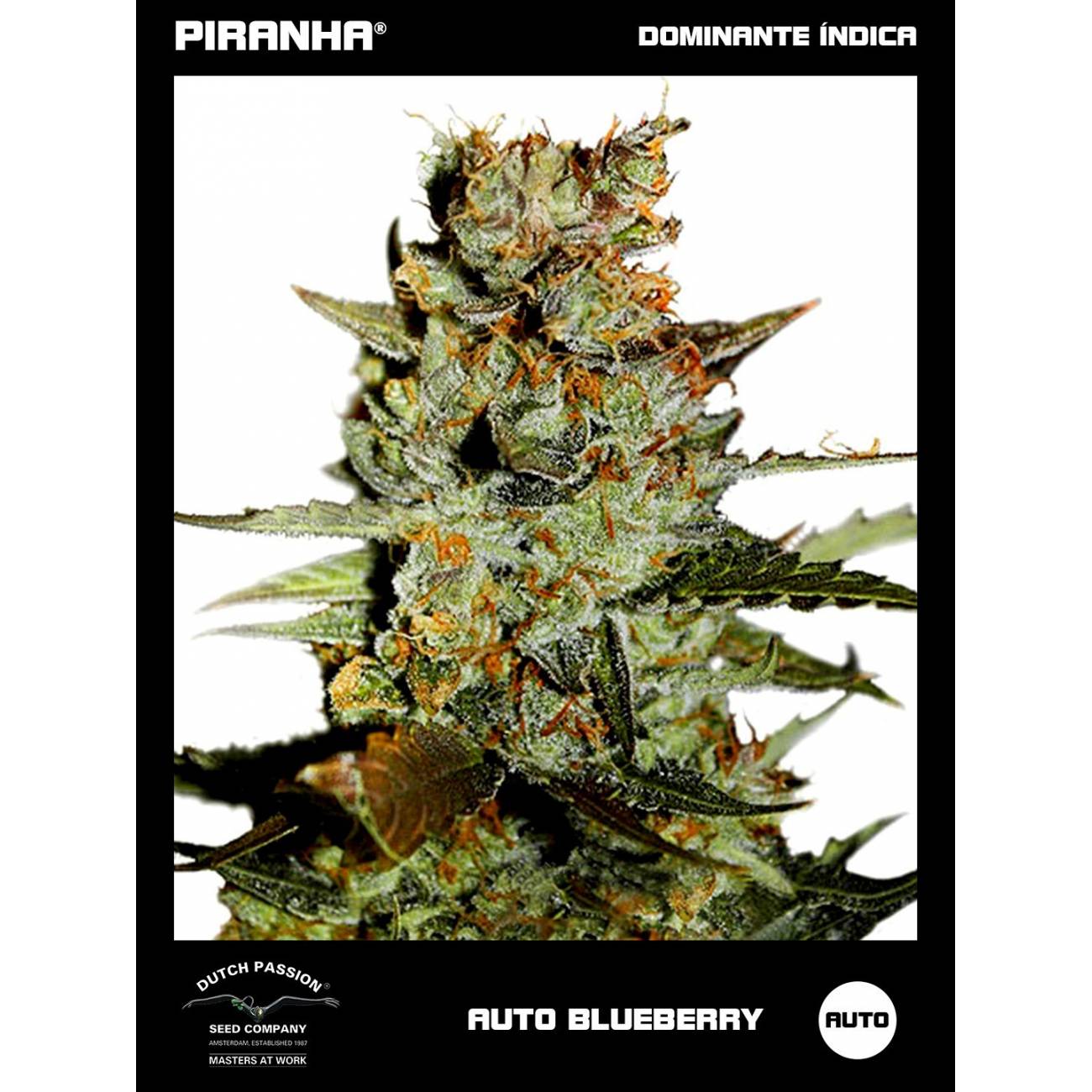 Auto Blueberry (3+1u)