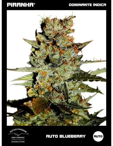 Auto Blueberry (3+1u)