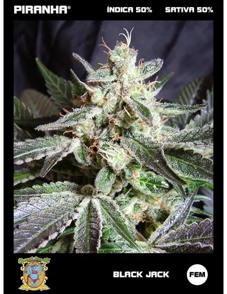 Black Jack (3+1u)